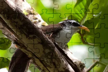 Pomatorhinus melanurus jigsaw puzzle