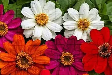 flores jigsaw puzzle