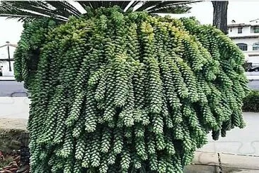 פאזל של natural