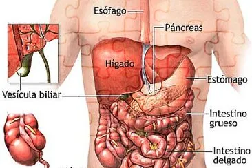 los organos