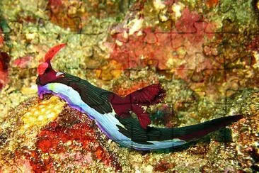 Nembrotha chamberlaini jigsaw puzzle