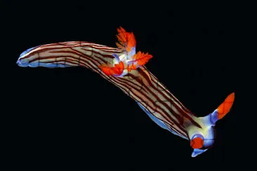 Nembrotha aurea