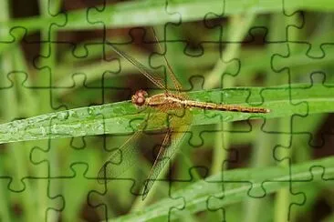 Neurothermis intermedia