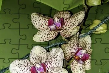 פאזל של OrchidÃ©es S