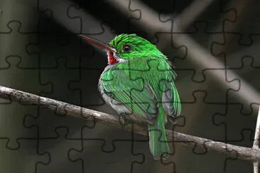 Todo beccolargo jigsaw puzzle