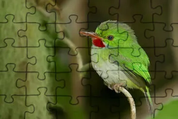 Todo della giamaica jigsaw puzzle