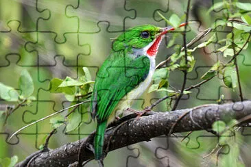 Todo di portorico jigsaw puzzle