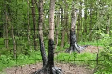 TrÃ¤tjÃ¤ra