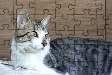 פאזל של gato