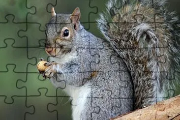 ardilla jigsaw puzzle