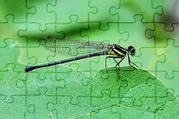 Onychargia atrocyana jigsaw puzzle