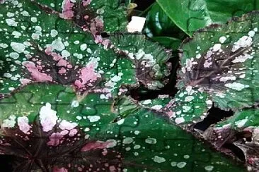 Plante grasse jigsaw puzzle