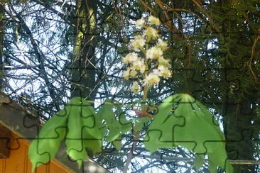 Maron jigsaw puzzle
