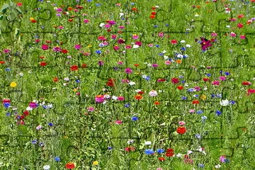 FrÃ¼hling