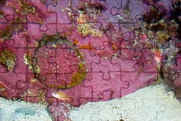 Haliotis sorenseni jigsaw puzzle