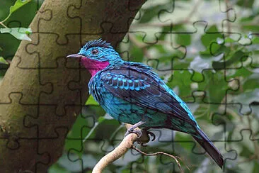 פאזל של Cotinga adorna