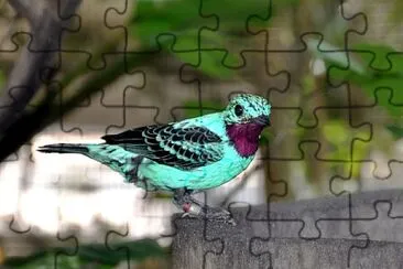 פאזל של Cotinga