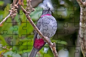 פאזל של Rose collared piha