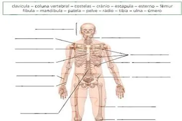 פאזל של Esqueleto Humano