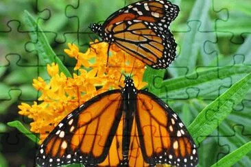 Mariposas jigsaw puzzle