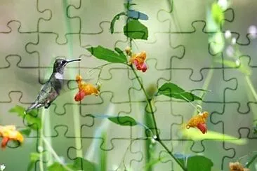 hummingbird jigsaw puzzle