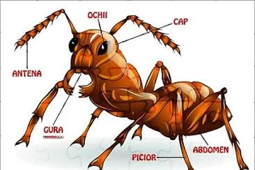 furnica