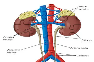 aparato excretor