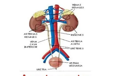 aparato excretor