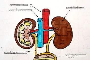 sisteme-excretor