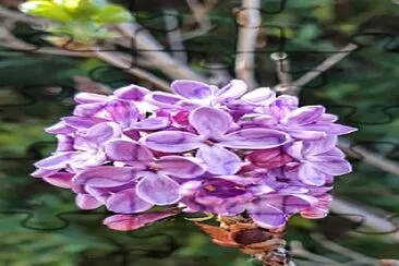 Lilas jigsaw puzzle