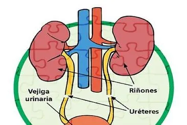 פאזל של SISTEMA EXCRETOR