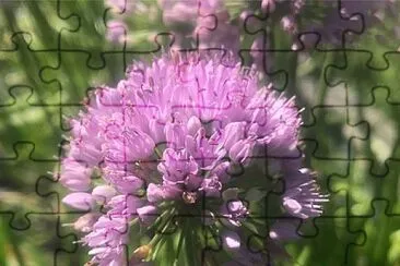 Allium Senescen Montanum jigsaw puzzle