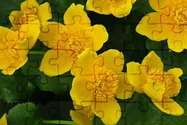 Caltha Palustris jigsaw puzzle