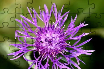 Centaurea Jacea jigsaw puzzle