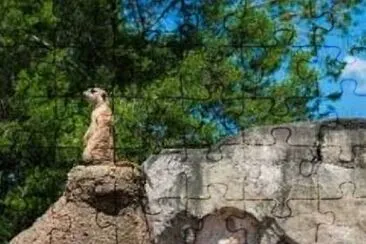 Meerkat 0 jigsaw puzzle
