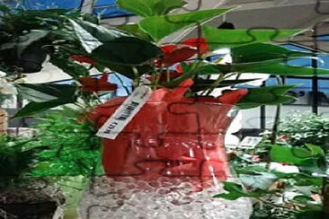 פאזל של plante dans un bocal