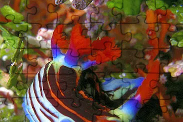 Nembrotha purpureolineata jigsaw puzzle