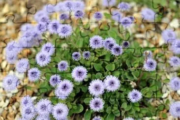 Globularia Incanescens jigsaw puzzle