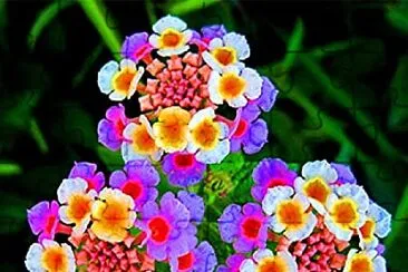 פאזל של Lantana