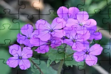פאזל של Lunaria Annua