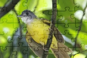 Bulbul dal ventregiallo jigsaw puzzle