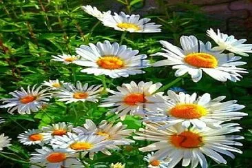belleza natural jigsaw puzzle