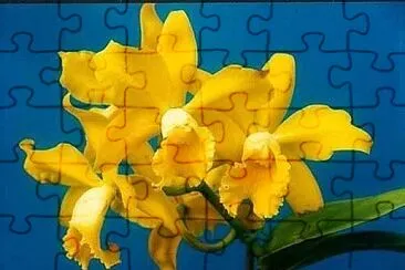  jigsaw puzzle