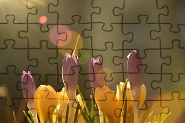 Foto jigsaw puzzle
