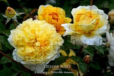 flores jigsaw puzzle