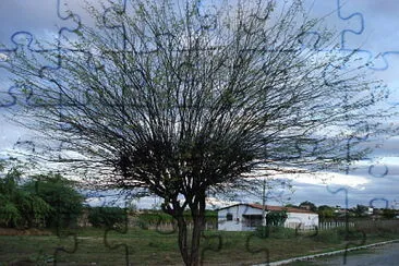 פאזל של Foto