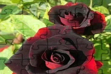roses jigsaw puzzle
