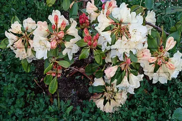 rhodo