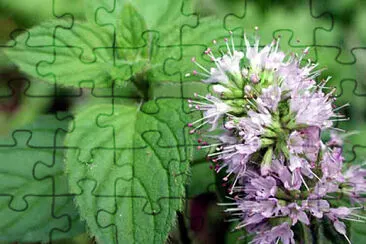 menta