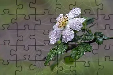 imagem jigsaw puzzle
